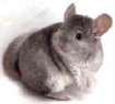 CHINCHILLA